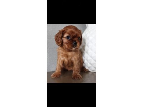1,5 aylık cavalier king charles