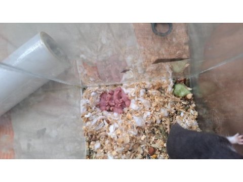 2 günlük suriye hamster yavruları