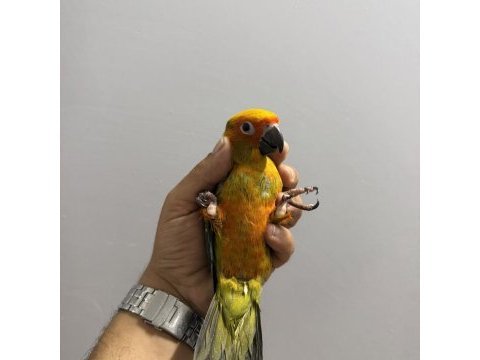 Full evcil yavru güneş konur