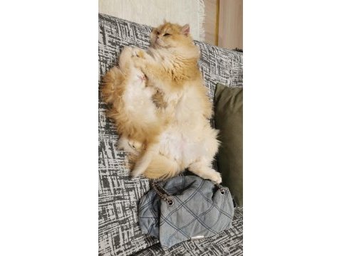 Full şecereli kucak kedisi british longhair
