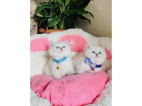 Maviş point british shorthair bebeğim 