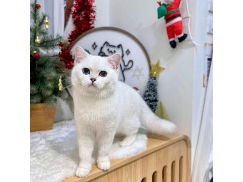 British shorthair dişi