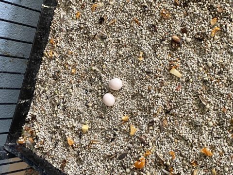 Kızgınlık yumurtası atan 3,5 yaşında dişi lori papağanı