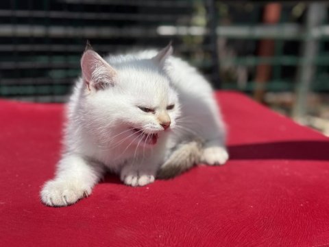 Ziyarete açık beyaz mavi gözlü british shorthair 