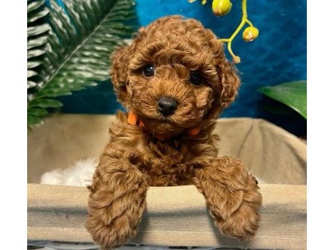 Tuvalet eğitimli toy poodle 