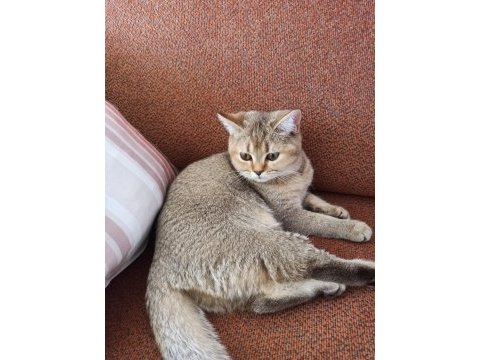 British shorthair ücretsiz sahiplendirme
