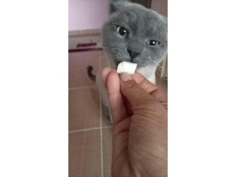 Blue point erkek 7 aylık british longhair