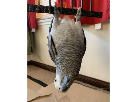Jako papağanı el besleme yavru insana alışkın eğitimli