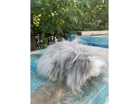 Lop tavşanlar