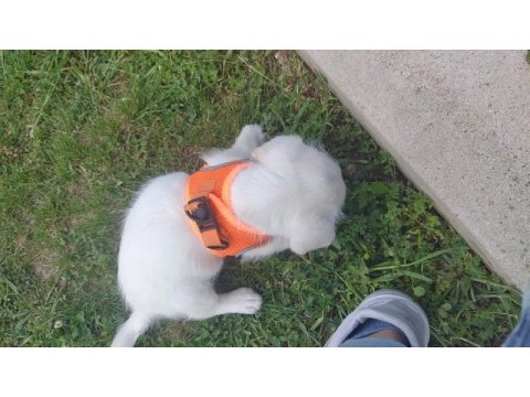 Morkie terrier