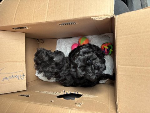 Toy poodle çift