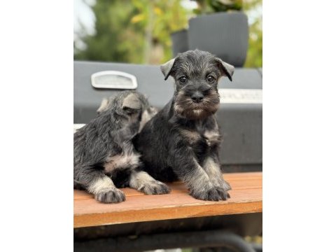 Fcı pedigreeli miniature schnauzer yavruları