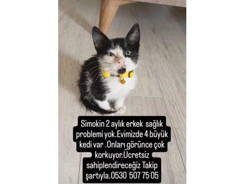 Smokin yavru kedimiz