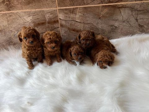 Ruhsatlı köpek çiftliğinden toy poodle yavrularımız