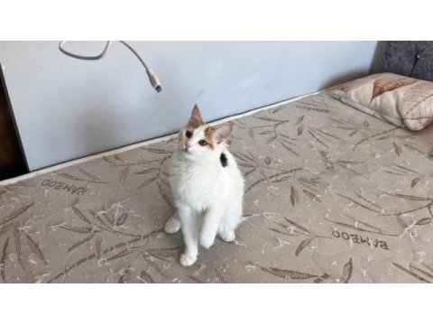 Oyuncu kedimiz lola ailesini arıyor