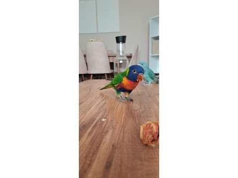 Lori papağanı el besleme