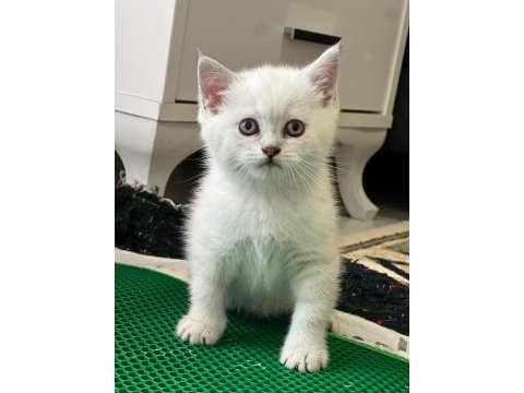 British shorthair yavru erkek dişi