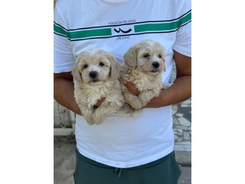 Kaliteli sevimli maltipoo yavruları