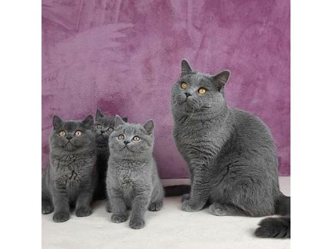 British shorthair yavruları