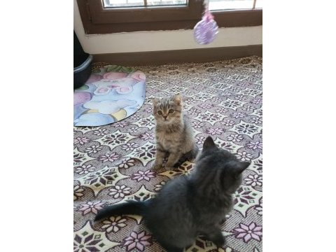 British shorthair kediler