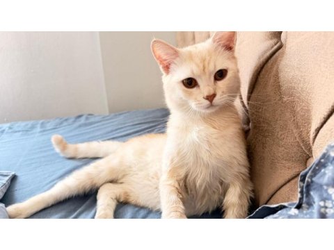 Boncuk gözlü british shorthair evlat