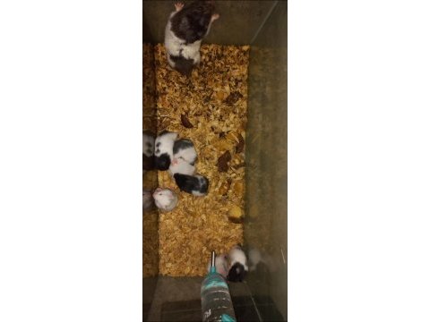 Rengarenk yavru hamster