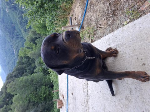 Son yavru köpeğimiz