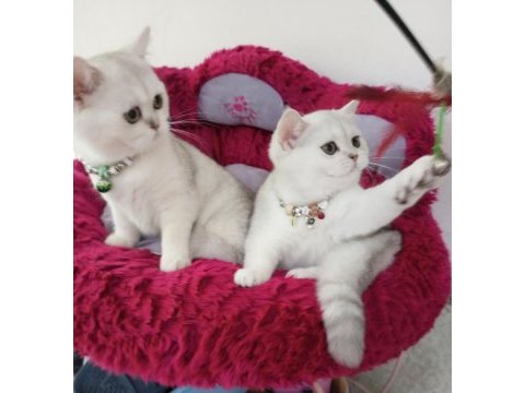 2 ve 3,5 aylık safkan silver shaded catteryden kediler