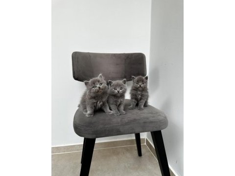3 adet gri british shorthair yavrular