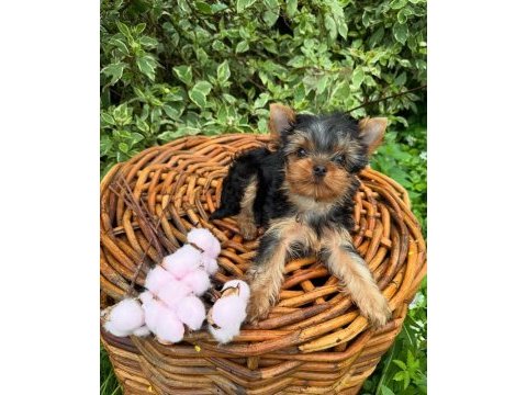 Teacup yorkshire terrier