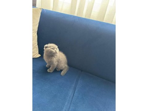 Yeni yuvasına hazır scottish fold
