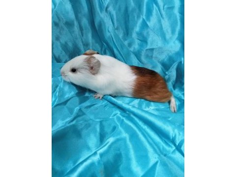 En güzel amerikan ginepig yavrular