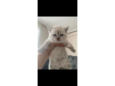 Scottish fold erkek kardeşler
