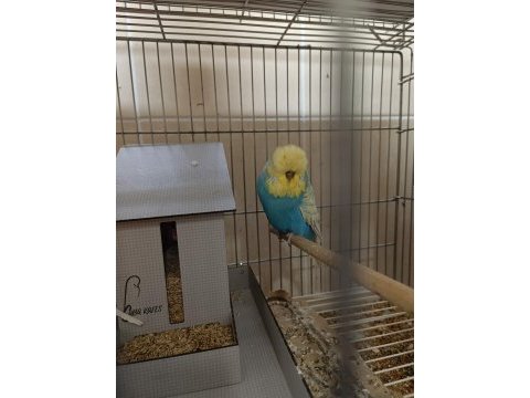 Üst düzey show jumbo muhabbet kuşlar