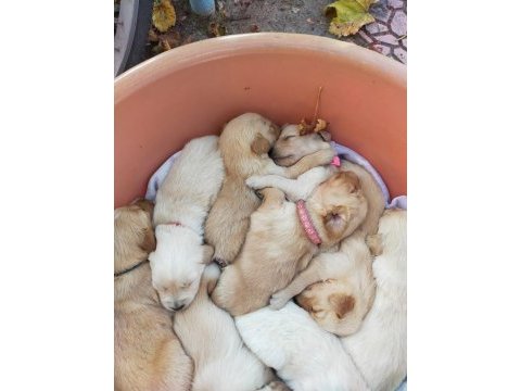 Anne baba küt burun erkek dişi golden yavrular mevcut