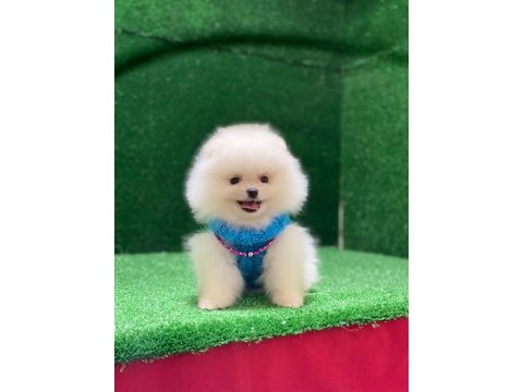 Blacks petshop garantisiyle pomeranian köpeklerimiz