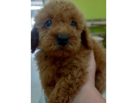 Kaliteli toy poodle yavrular