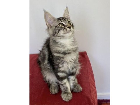 Üst düzey kalitede 3 maine coon yavru