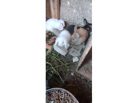 Hollanda lop ve aslanbaş tavşanı