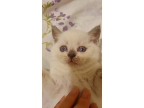 British blue point