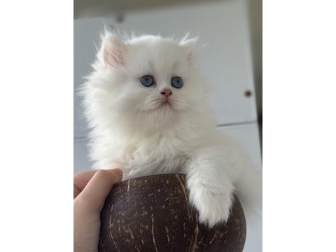 British longhair dişi yavru