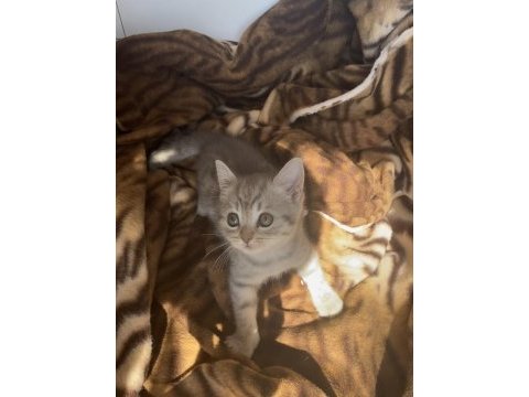 Çok sevimli oyuncu sağlıklı dişi british shorthair bebeğimiz