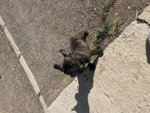 4 aylık french bulldog sorunsuz