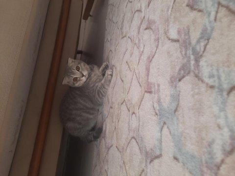 British shorthair kedimiz
