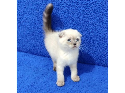 Teslime hazır mükemmel bir scottish fold