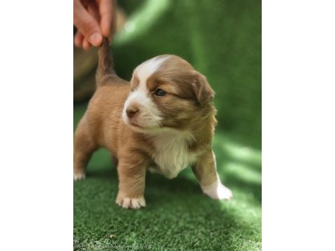 35 günlük çok sağlıklı jack russell yavrularımız