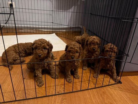 Muhteşem poodle bebekler
