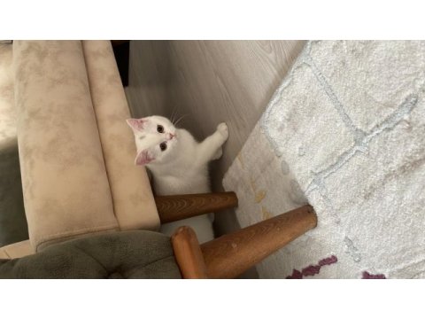 British shorthair 4,5 aylık 9 aylık bursa