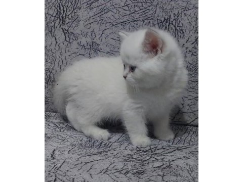 Orjinal british shorthair yavrular