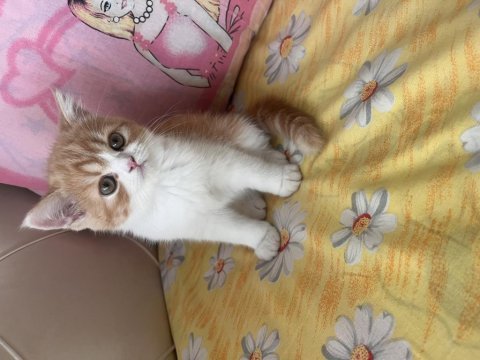 Tamamen ücretsiz kedimiz